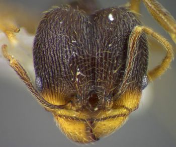 Media type: image;   Entomology 34352 Aspect: head frontal view